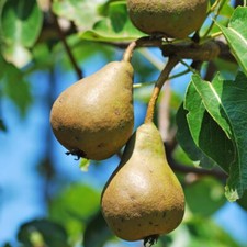 Concorde pear tree 4ft tall - 3-4ft,