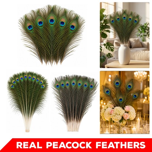 Natural peacock feathers real - peacock,