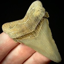 Otodus Angustidens 2.21"