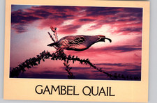 Gambel Quail Nature Bird