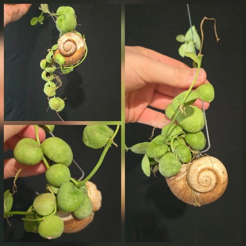 Dischidia pectinoides unique - dischidia, pectinoides.