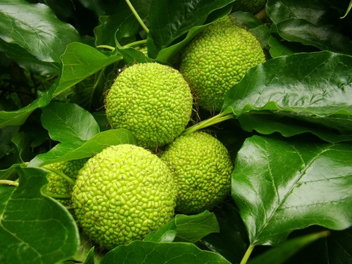 Monkey ball tree osage - ball,