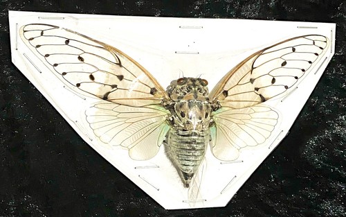 Ghost cicada ayuthia - ghost, (ayuthia