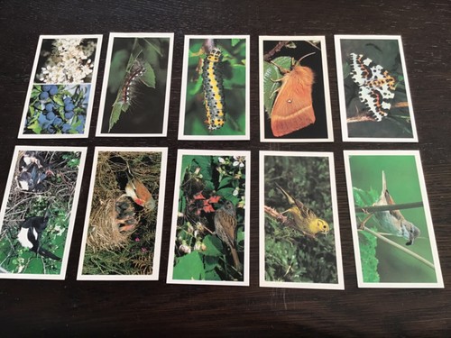 Britain wayside wildlife - britain's,