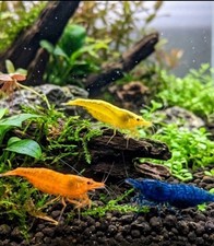 Live shrimp yellow gold - 🔥live, 20