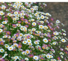 6 x Erigeron karvinskianus