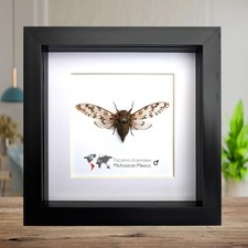 Framed Juniper Cicada