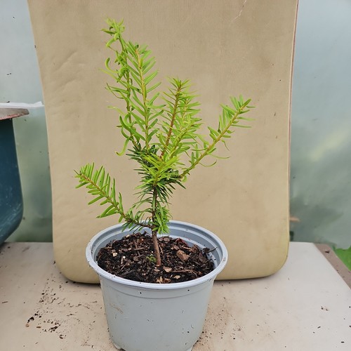 English yew conifer - conifer, taxus
