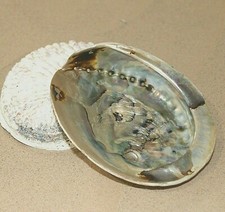 Abalone Shell Natural Paua