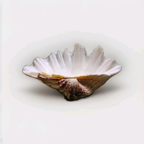 Large clam shell half - large,