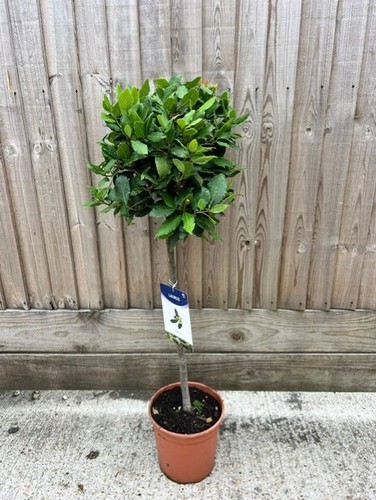 Bay tree laurus nobilis - tree/, 95cm