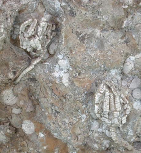 Triassic rare encrinus - rare, 2x