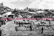 SH 1019 - Smithfield Cattle