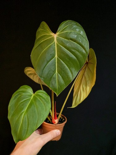 Philodendron unknow large - philodendron, "unknow".