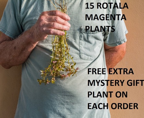 Rotala magenta macaranda - rotala,