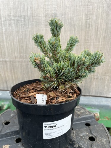 Japanese white pine - japanese,