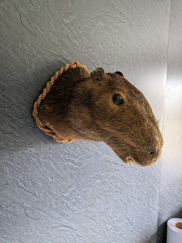 Taxidermy capybara mount - taxidermy,,