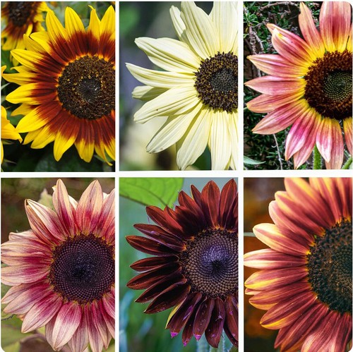 Rare sunflower mixed - sunflower,