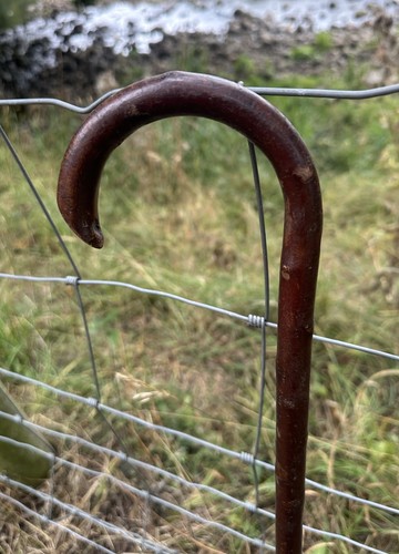 Strong little walking stick - walking,