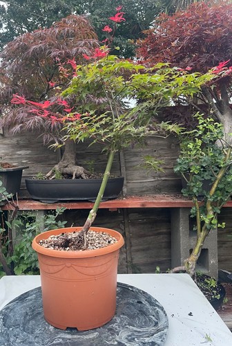 Large acer palmatum - acer, deshojo