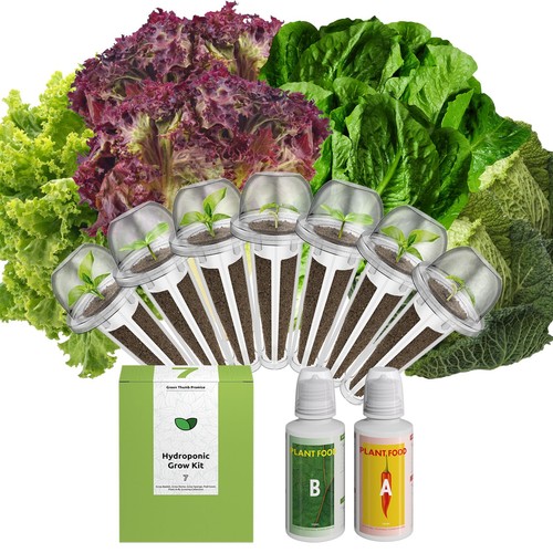 Romaine lettuce seed pod - romaine, kit