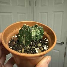 Opuntia Jamaicensis 'Ghost'