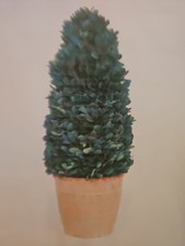 Real Preserved Boxwood