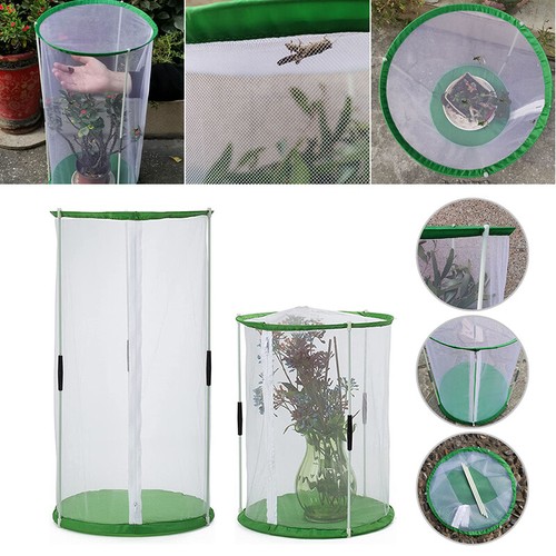 Transparent butterflies - transparent,