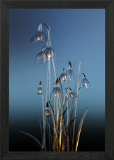 Glass snowdrops Framed Wall