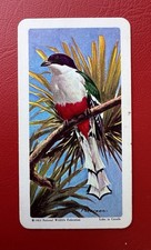 BROOKE BOND CANADA, TROPICAL BIRDS, TOP LINE RED VARIATION, 1964 # 19 VG+ TO EXC