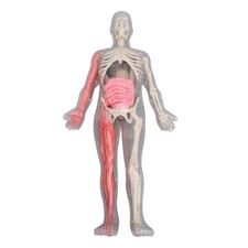 Human Body Model With