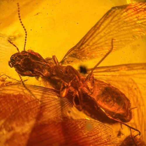 Termites burmese burmite - /,