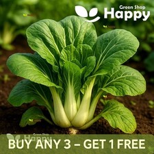 VEGETABLE SEEDS CHINESE WHITE