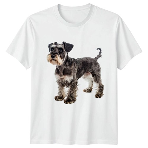 Miniature schnauzer dog - miniature,