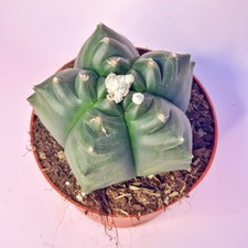 Rare Astrophytum myriostigma