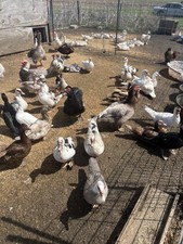 (12) 1 DZ Muscovy Duck