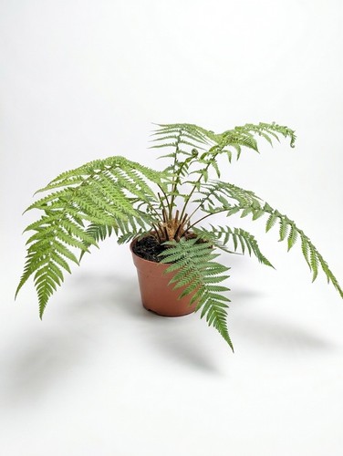 Dicksonia antarctica tree fern - dicksonia,