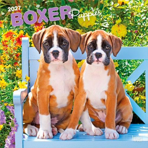 Boxer puppies 2027 - boxer,