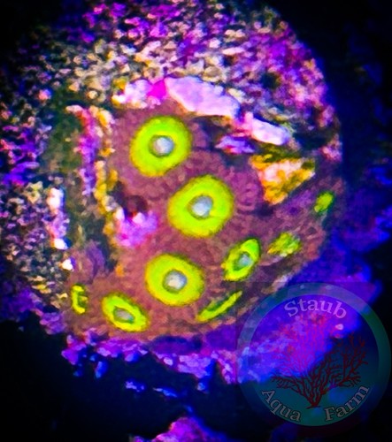 Saf blue eyed zoanthid coral - eyed,