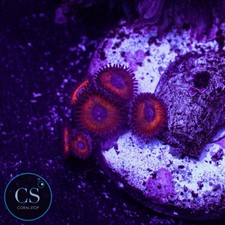Kedd red zoa wysiwyg - kedd's,