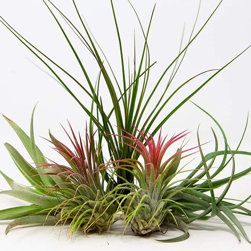 Air plants mix 5 tillandsia - air,