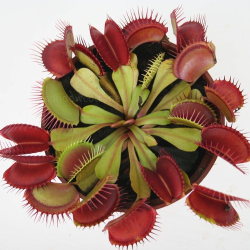 Venus fly trap insect - trap, killer