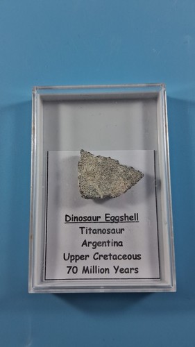 Titanosaur egg shell fragment - titanosaur,