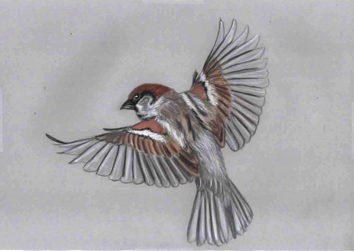 Original color pencil - , faber