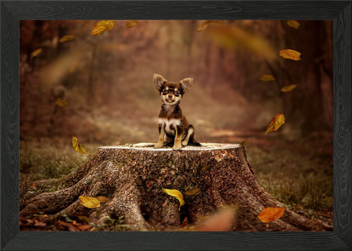 Chihuahua puppy tree stump - tree,