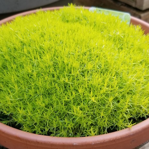 Sagina subulata lime moss - sagina, 'lime