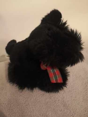 Gorgeous little scottie - gorgeous,