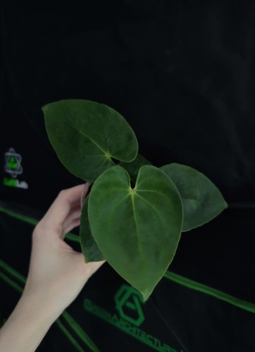 Anthurium magnificum x - x,