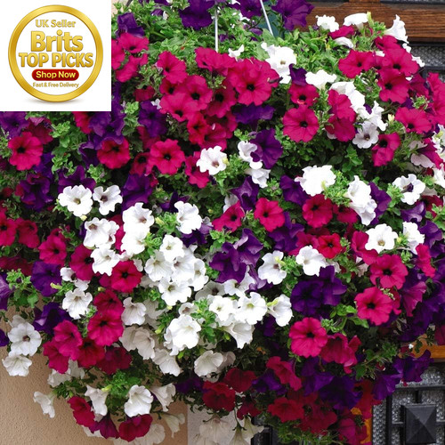Petunia surfinia collection - petunia,