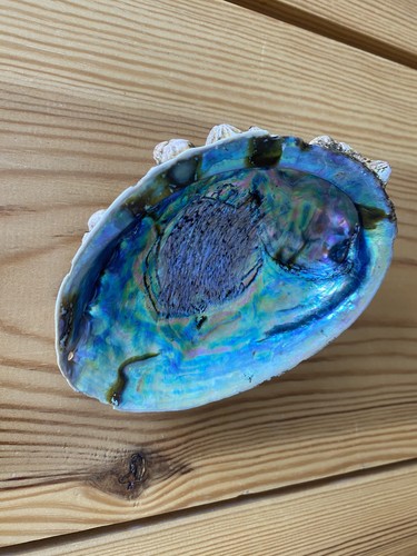 New zealand paua - new,